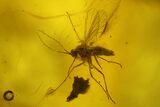 Two Fossil Flies (Diptera) In Baltic Amber - One Huge Fly #200173-2